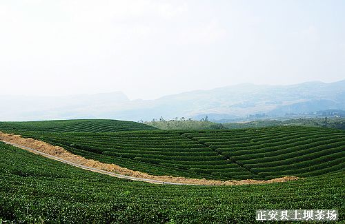 上坝茶场二图1.jpg