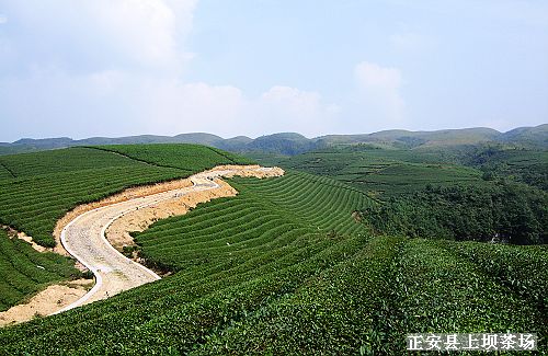 上坝茶场二图.jpg