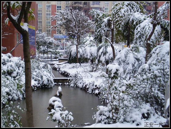 县城迎来大雪7.jpg