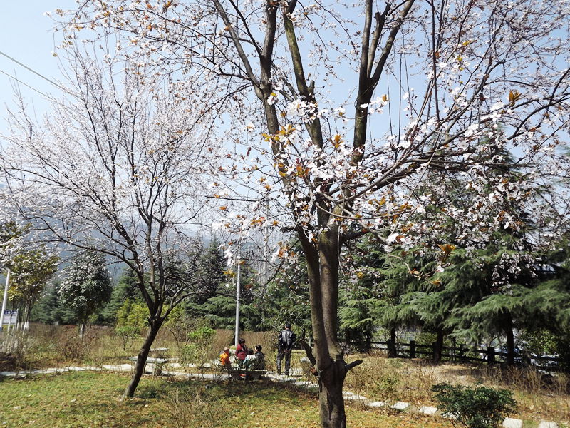 春暖花开的季节8.jpg