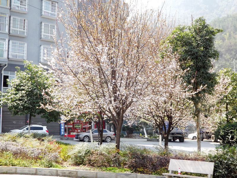 春暖花开的季节7.jpg