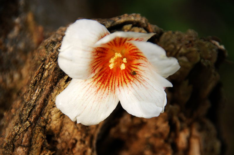 又是一年桐花开3.jpg