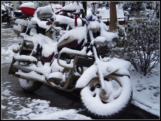 县城迎来大雪6.jpg