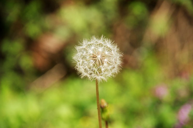 又是一年桐花开4.jpg