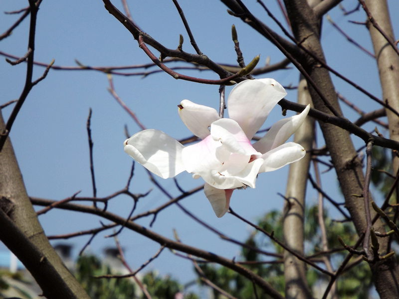 春暖花开的季节5.jpg