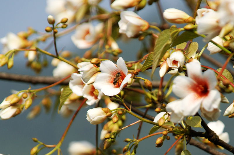 又是一年桐花开2.jpg