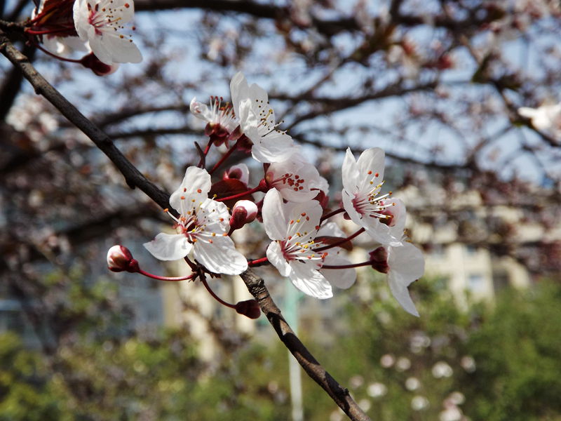 春暖花开的季节4.jpg