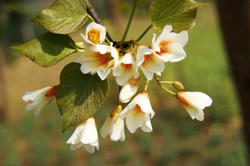 又是一年桐花开1.jpg