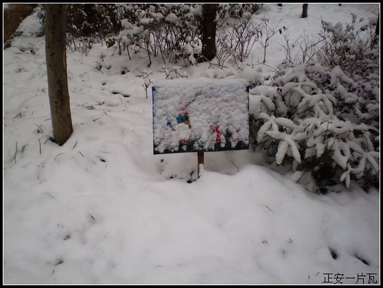县城迎来大雪3.jpg