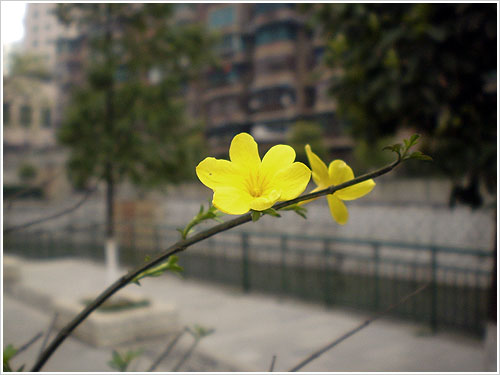 路边之花1.jpg