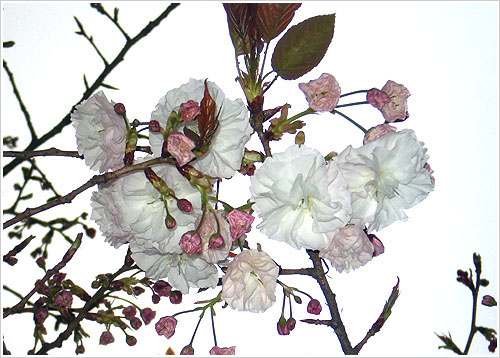 路边之花2.jpg