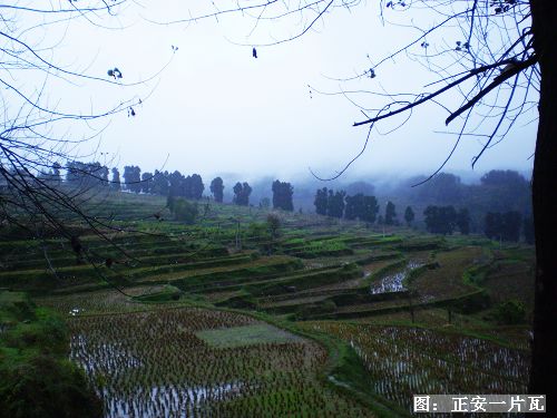 正安中观“青龙”古树群.jpg 正安中观“青龙”古树群.jpg