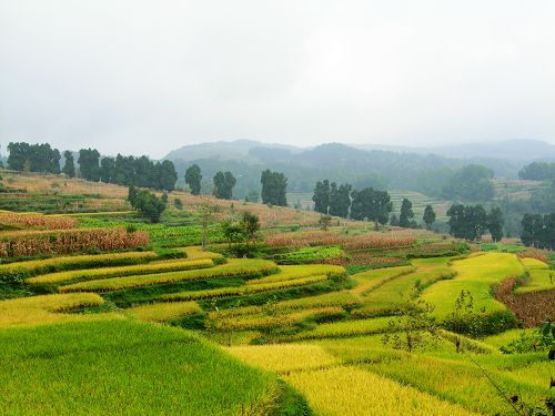 正安中观“青龙”古树群1.jpg 正安中观“青龙”古树群1.jpg