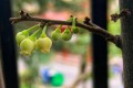 蝶恋花·春日闲思(另七律二首)