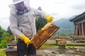 安场自强村取蜜