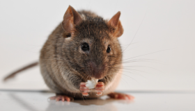 耗子灭亡记 耗子灭亡记